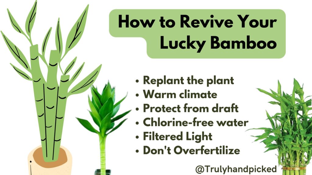 How to Fix Your Lucky Bamboo Leaves Turning Yellow PlantCare365