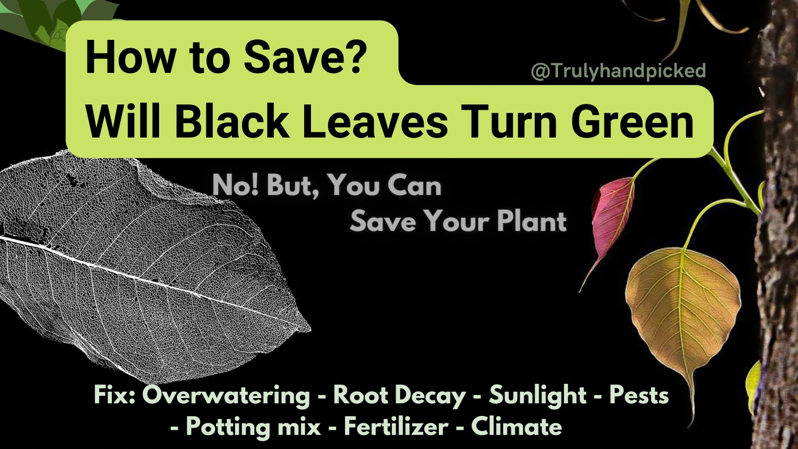 How to save your dying plant with black leaves