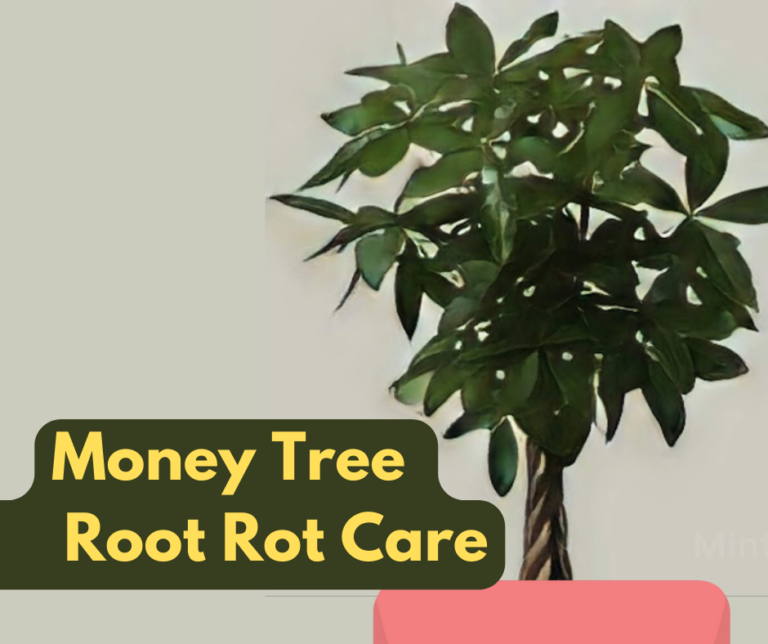 Why My Money Tree is Dying? How to Fix Root Rot PlantCare365