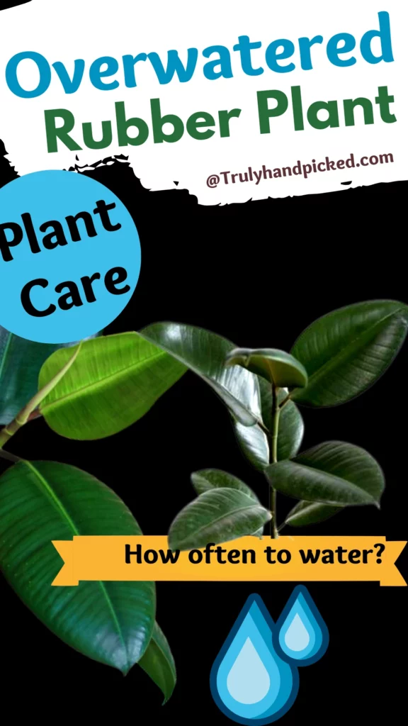 Overwatered Ficus Elastica Save Overwatered Rubber Plant