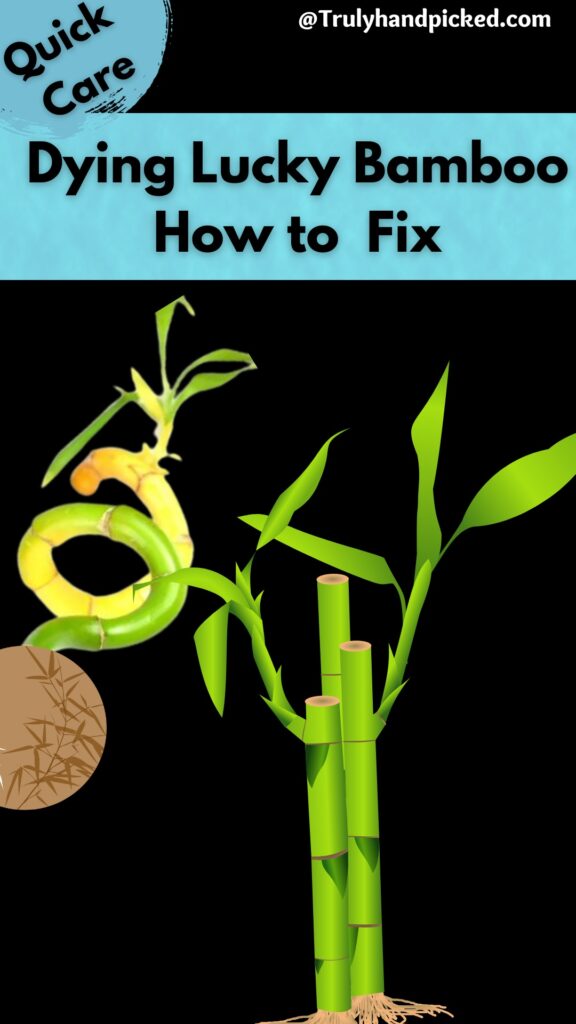 How to Fix Your Lucky Bamboo Leaves Turning Yellow PlantCare365