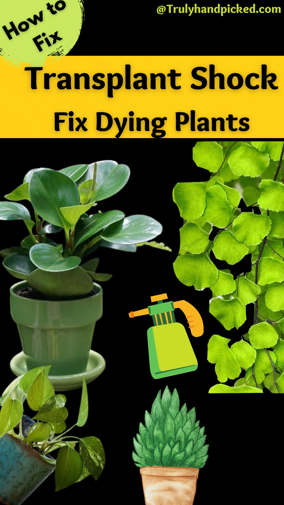 Pinterest Image How to Repair and Avoid Transplant Shock in Plants