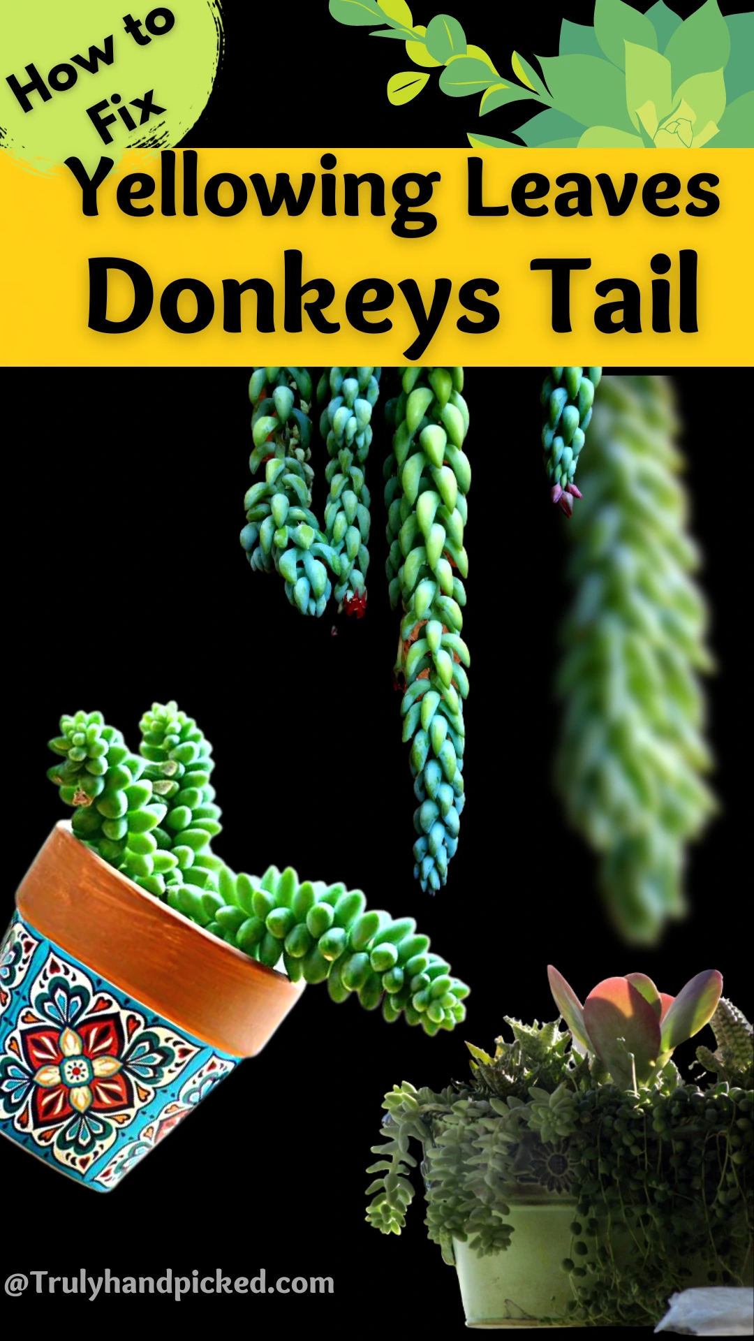 Pinterest Image How to Save a Dying Succulent Donkeys Tail Yellow Leaves