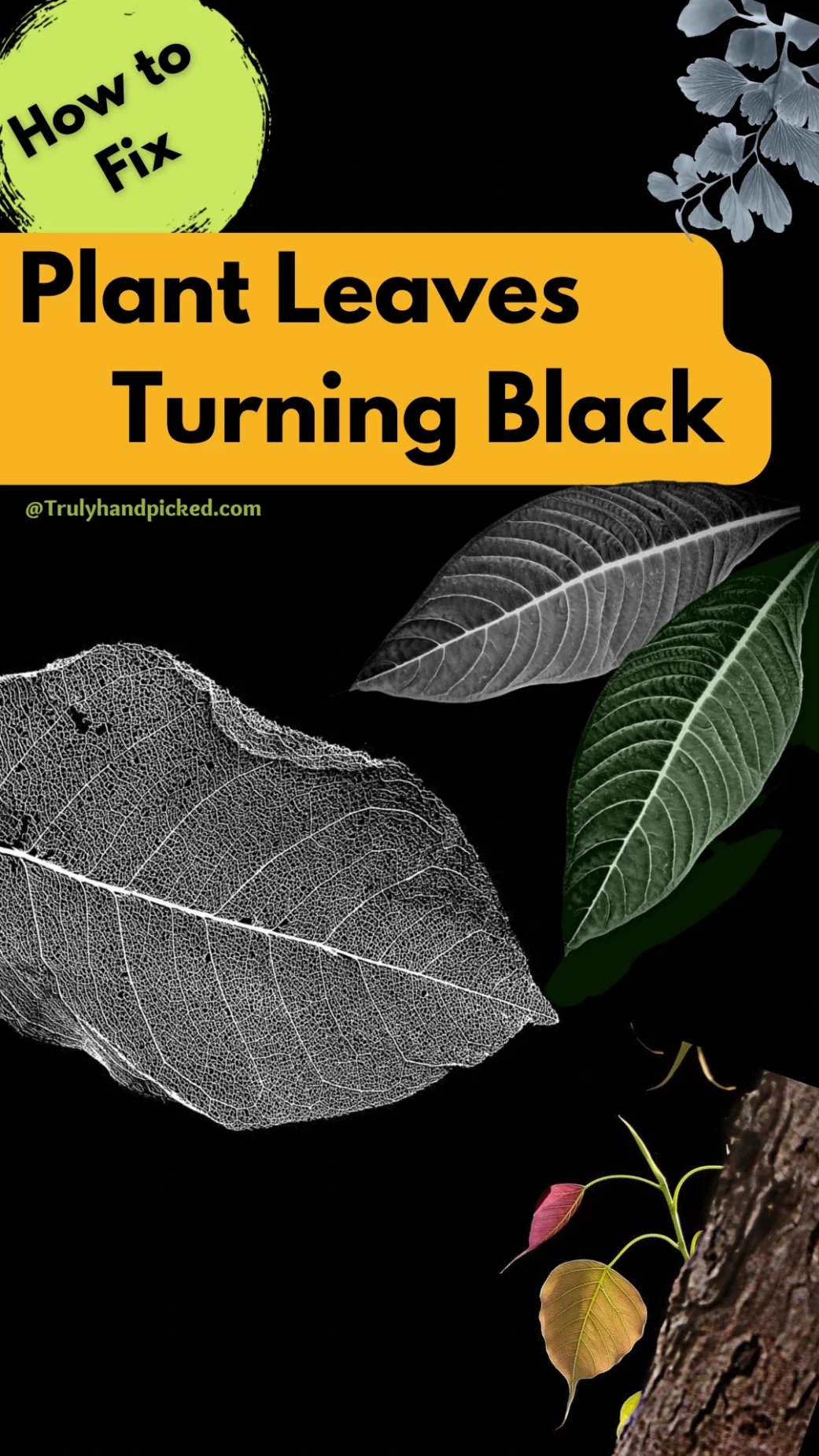 Pinterest Image- Leaves of My Plant Turning Black Causes and Fix
