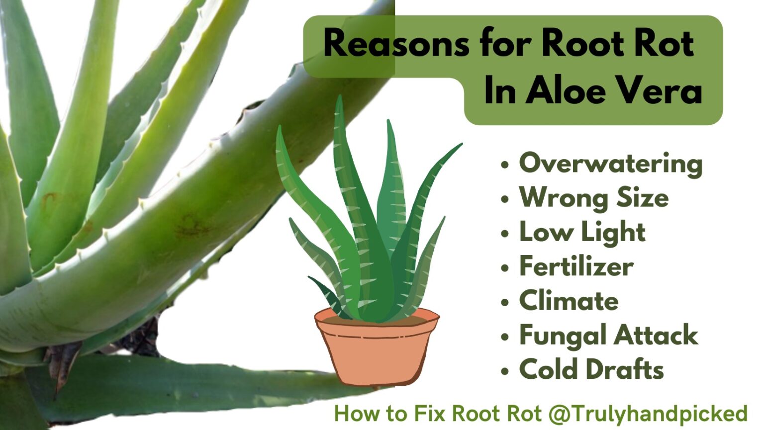 How I Fixed Root Rot In My Aloe Vera Reasons Plantcare