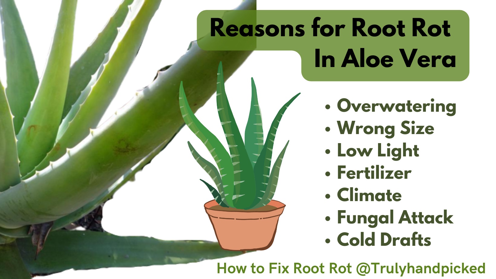 Reasons causes of root rot on my aloe vera