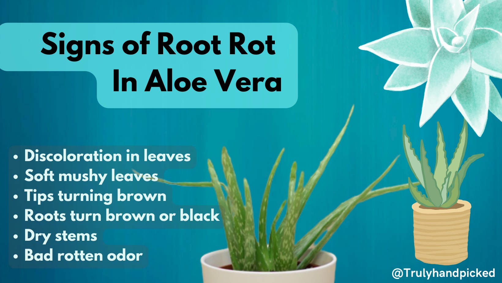 Signs Symptoms that tell about root rot in your aloe vera