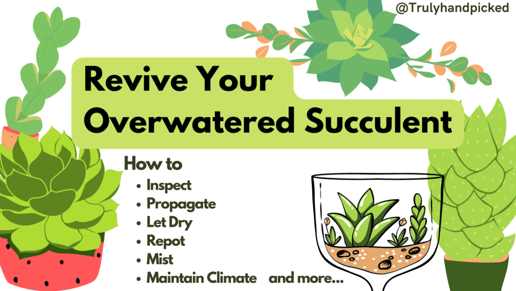 How To Save An Overwatered Succulent (Signs & Fix) Plantcare365