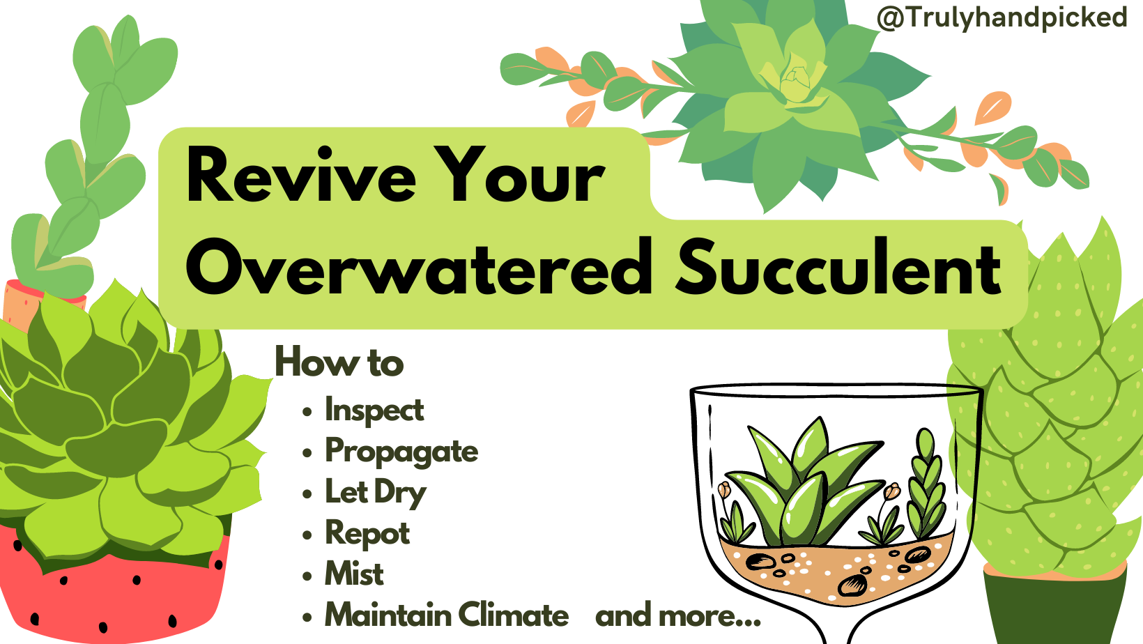 Steps to Revive your Over Watered Succulents