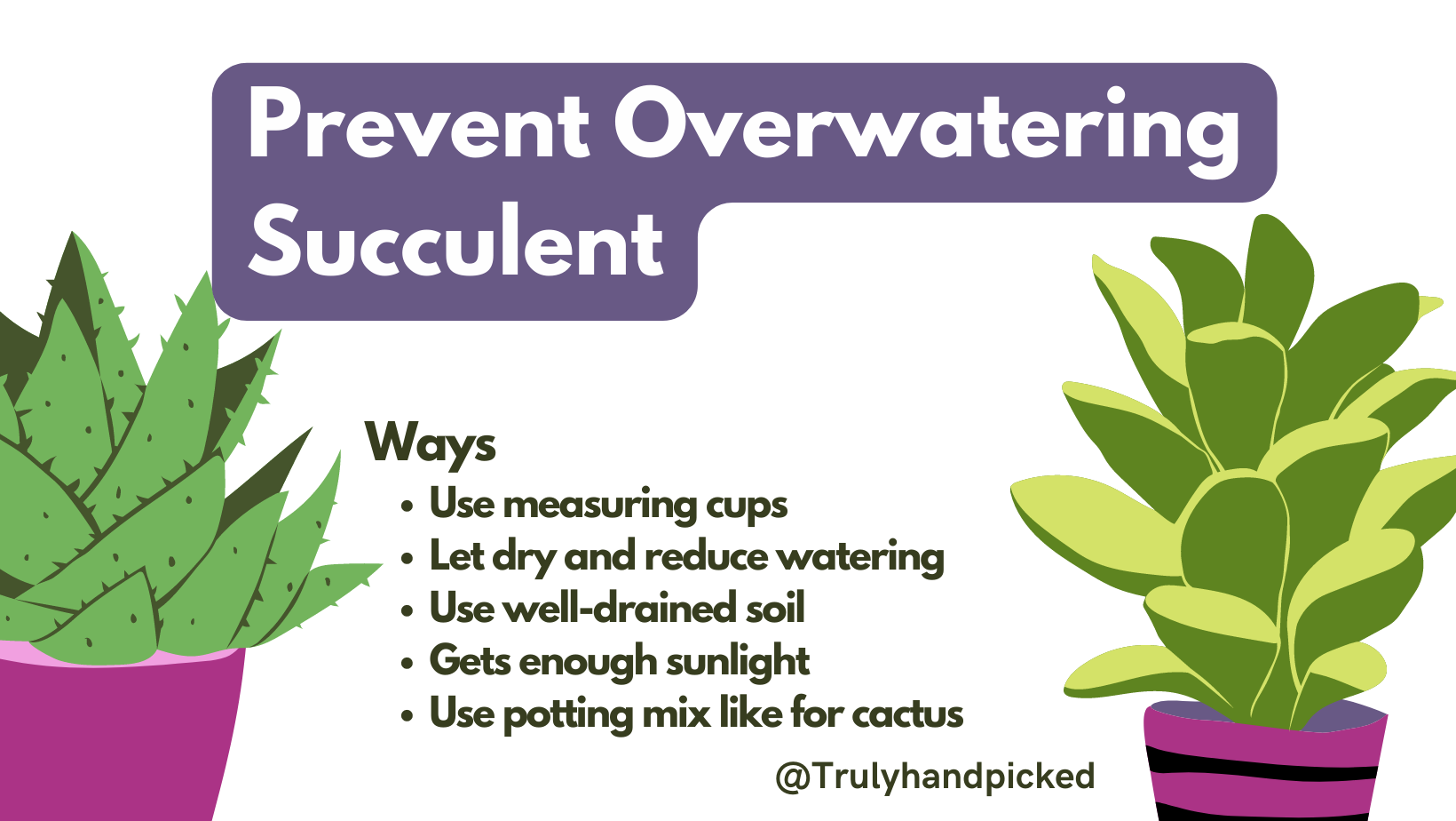Ways to prevent overwatering your succulent to prevent further damage