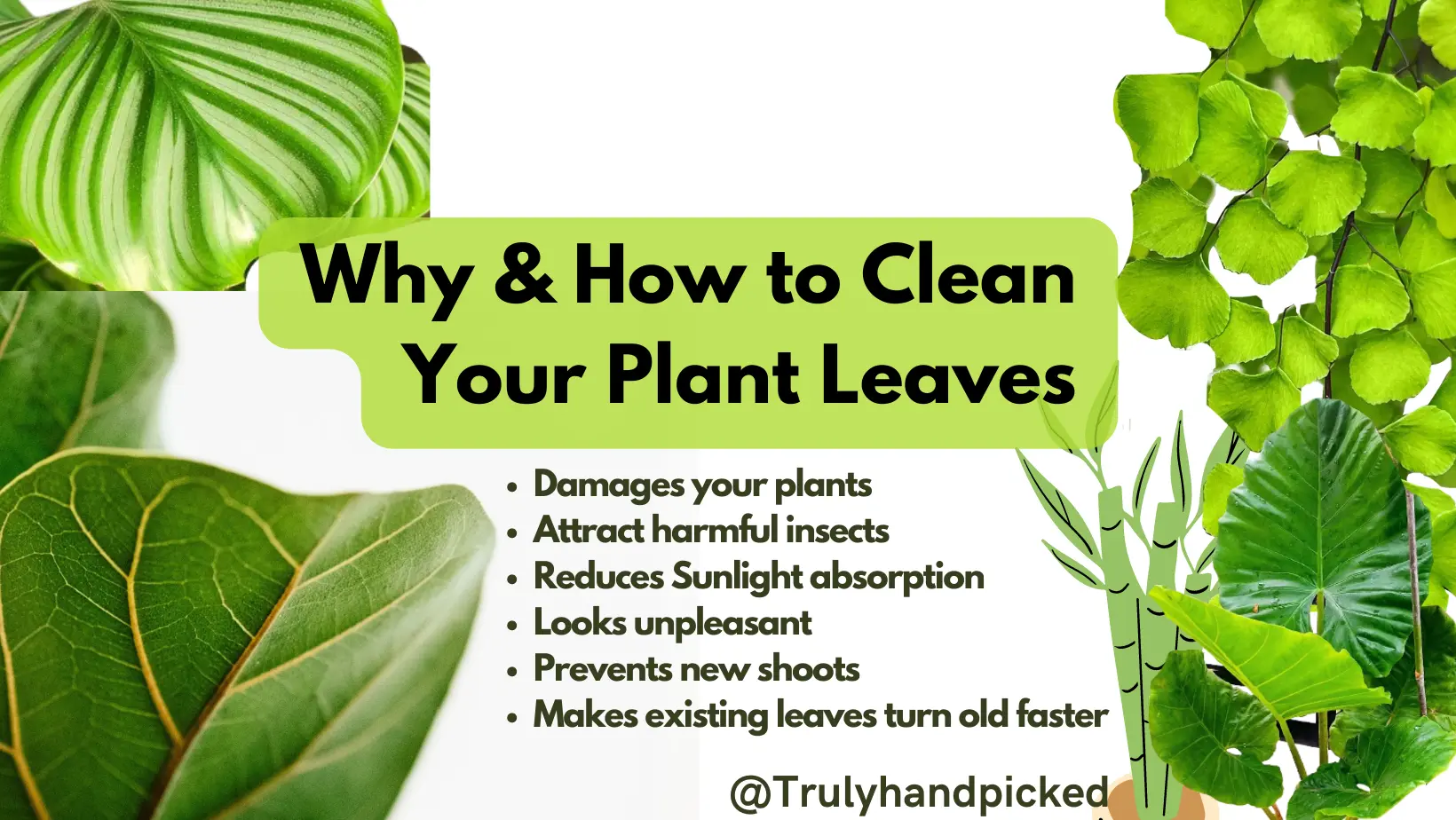 Why and How to Clean Your Plant Leaves for Bushy Healthy Growth