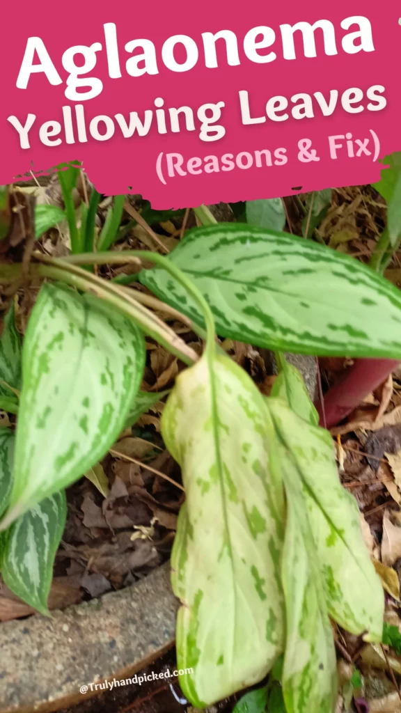 Aglaonema Yellowing Leaves Chinese Evergreen Plant Drooping