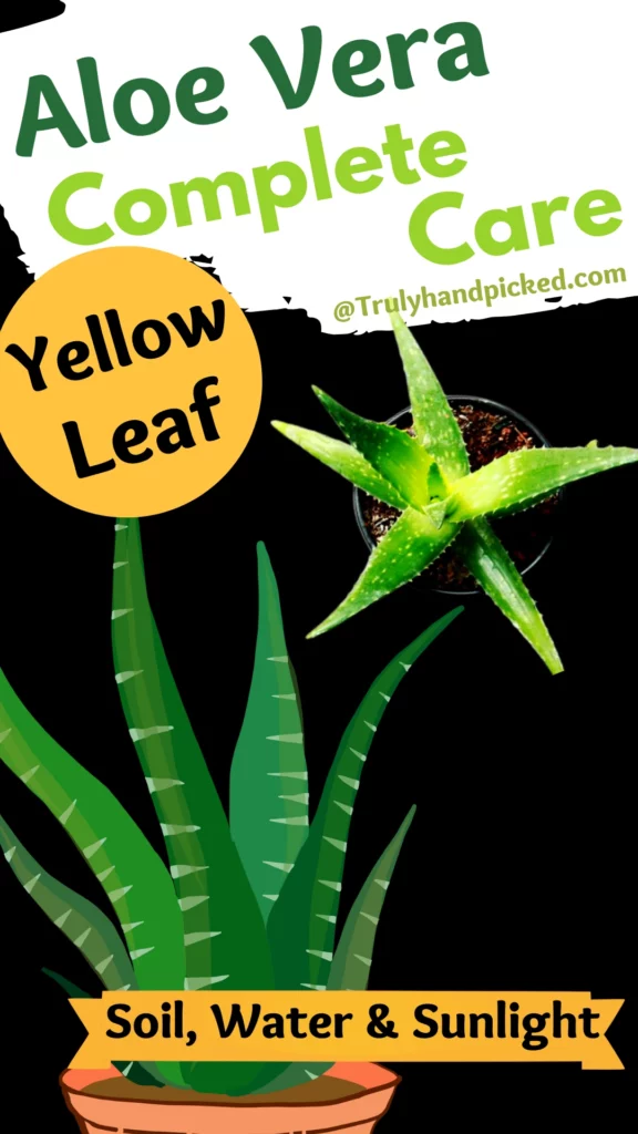 Aloe Vera Complete Plant Care propagation and fix for yellowing leaves