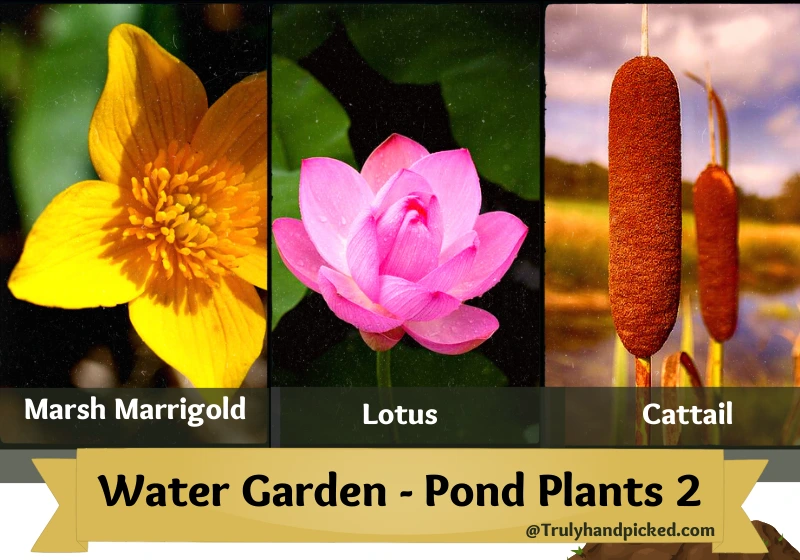 Aquatic plants for small ponds Lotus Cattail Marsh Marigold