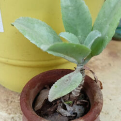 Baby kalanchoe plant propagated in a small planter