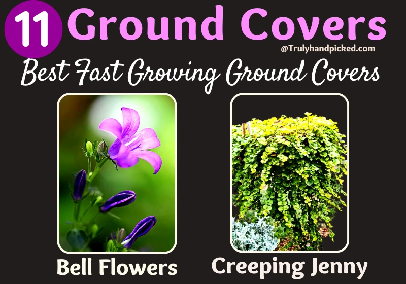 Bell Flowers and Creeping Jenny Best Ground Covers