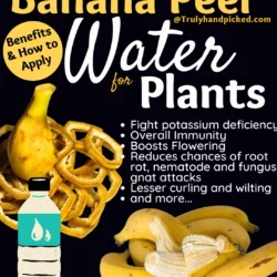 Benefits of using Banana Peel Water for Plants How to Use