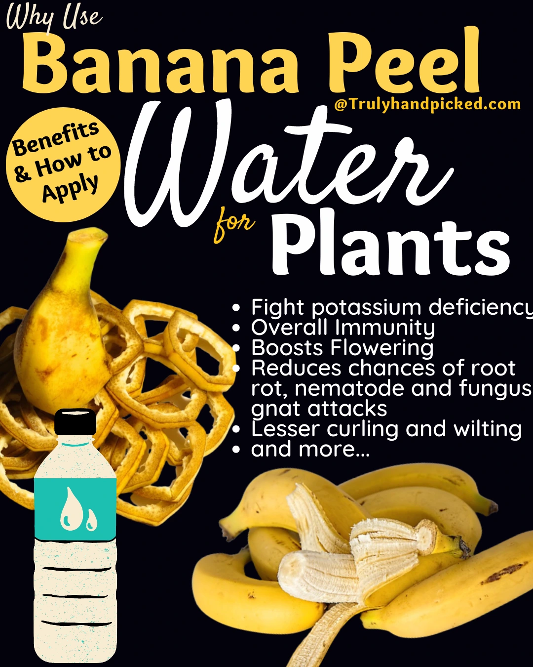 Benefits of using Banana Peel Water for Plants How to Use