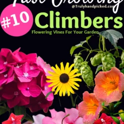 Best Fast Growing Climbers for Your Garden Flowering Vines