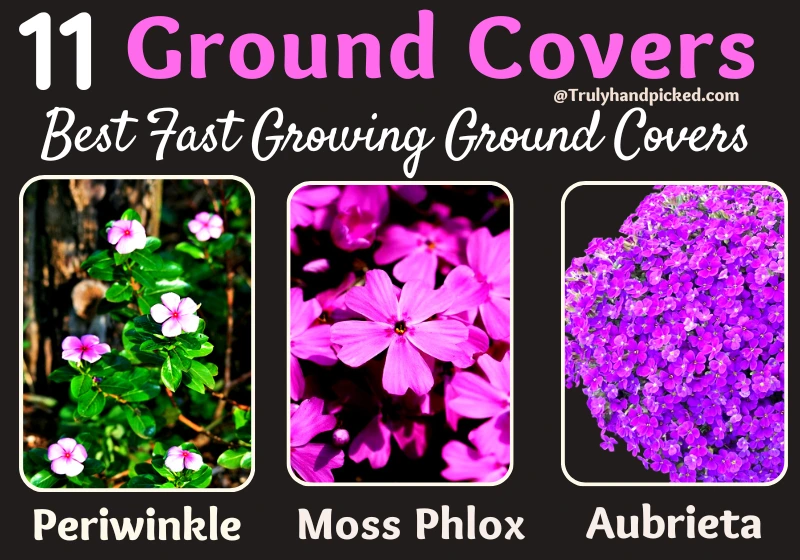 Best Fast Growing Ground Covers 1 Periwinkle 2 Moss Phlox 3 Aubrieta