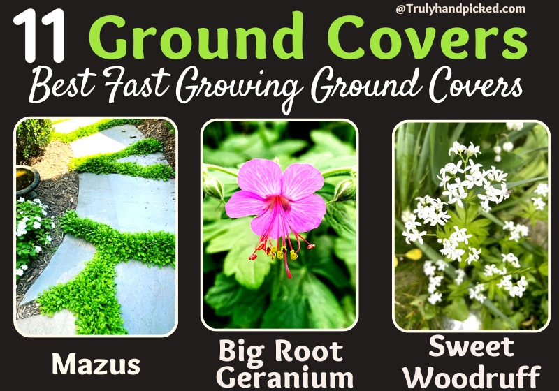 Best Ground Cover Plants Mazus 5 Big Root Geranium 6 Sweet Woodruff
