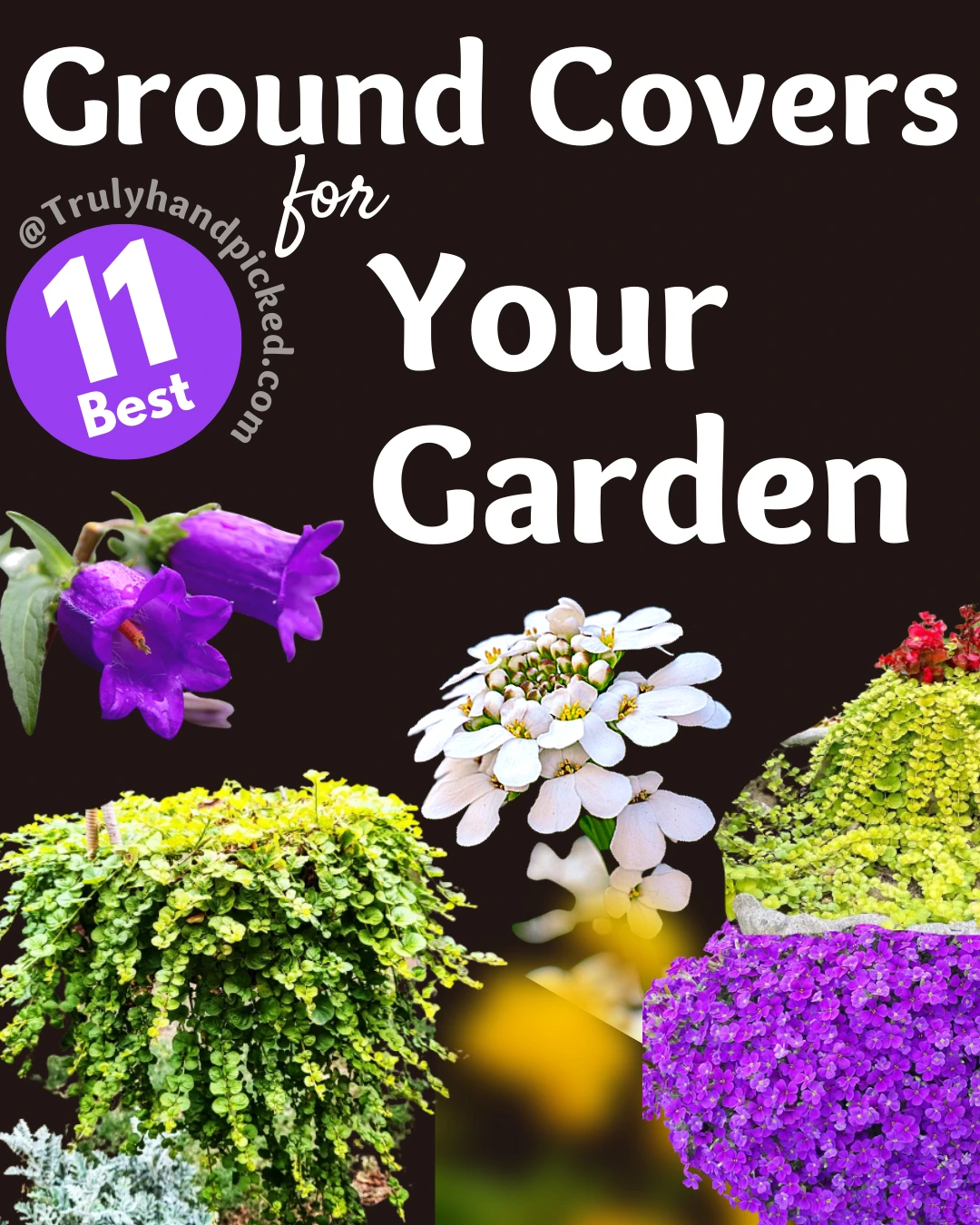 Best Low Maintenance Shade to Full Sun Ground Cover Plants
