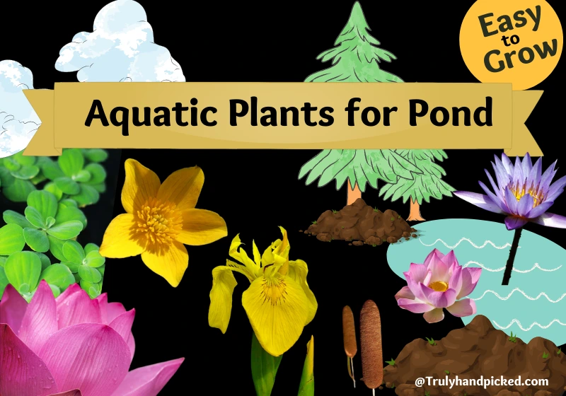 Best Plants for Small Backyard Pond - Water Garden Plants