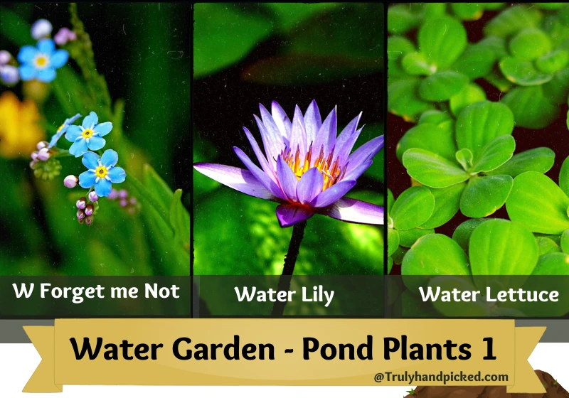Best Water Garden Pond Plants Water Lily Forget me Not Water Lettuce