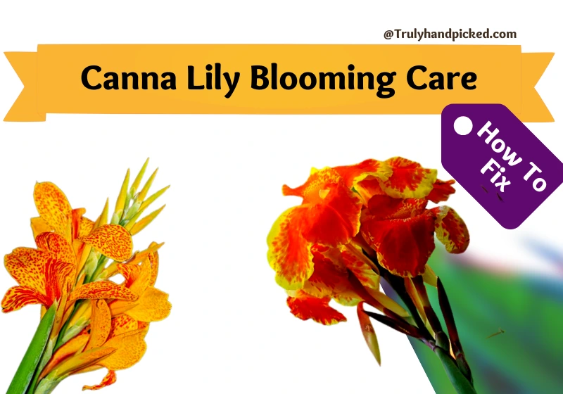 Canna Lily Plant Blooming Care