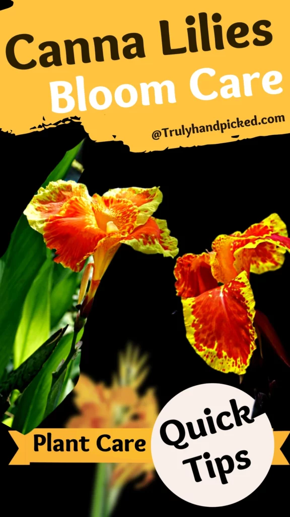 Canna Lily Plant Deadhead how to and overwintering long picture