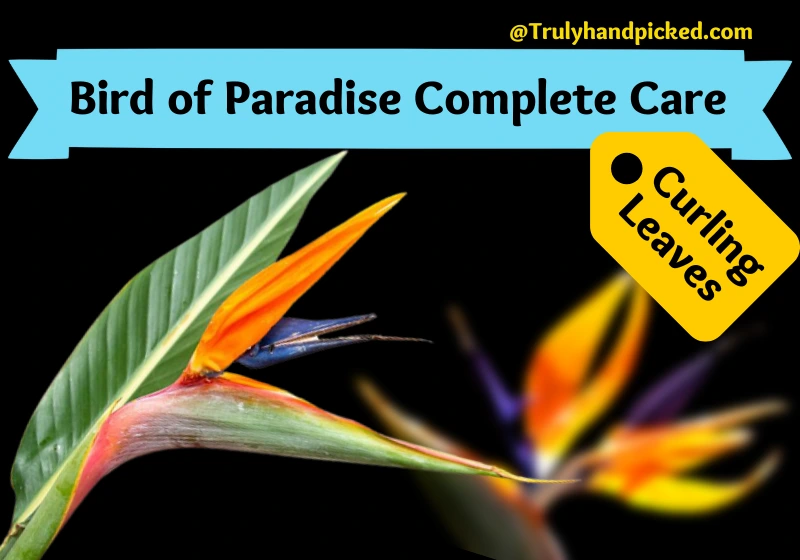 Complete care propagation and quick tips for bird of paradise plant