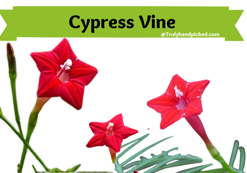 Cypress Flowering Vine Fast Growing Climbers