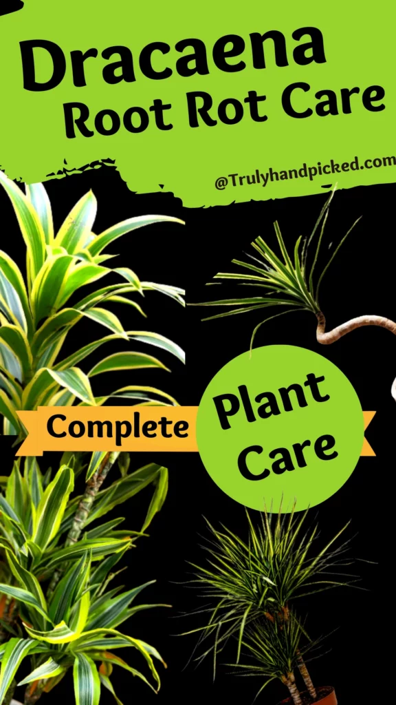Dracaena Root Rot Signs, Reasons and Solution and care Vertical picture