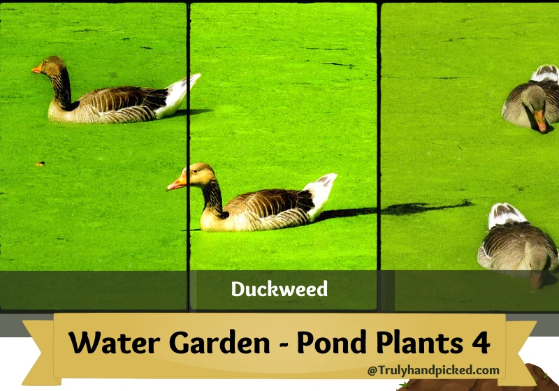 Duckweed Water Plants for Pond