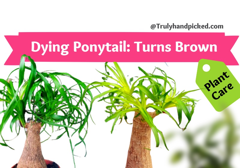 Dying Ponytail Plant Turning Brown Ways to Attend