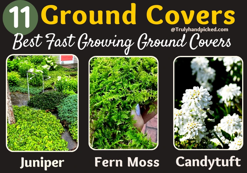 Fast Growing Ground Covers Juniper Fern Moss Candytuft
