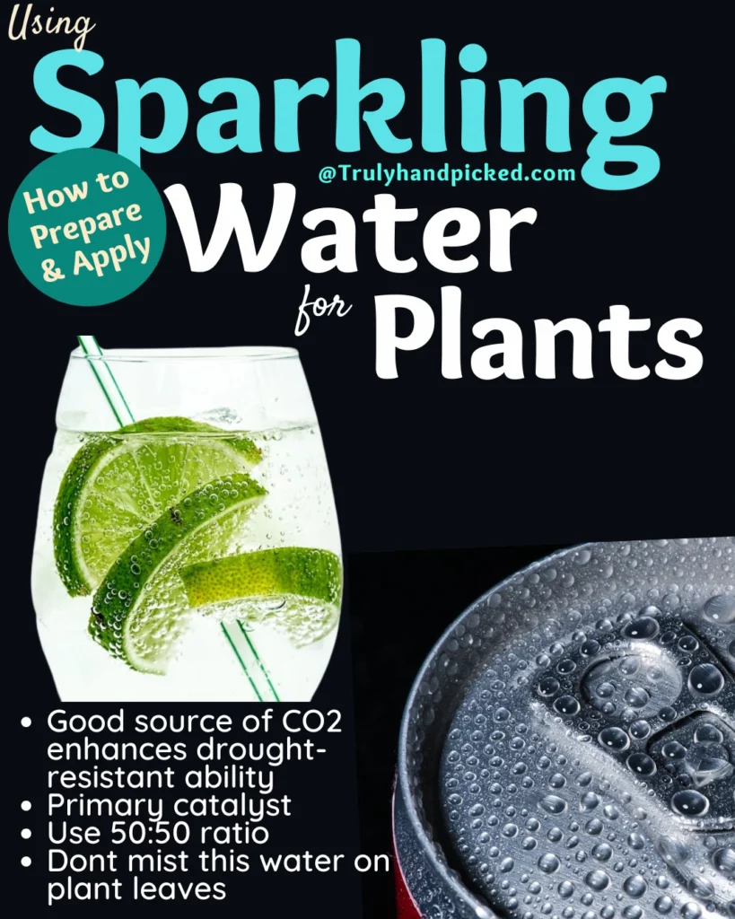 How sparkling water can benefit your plants how to use