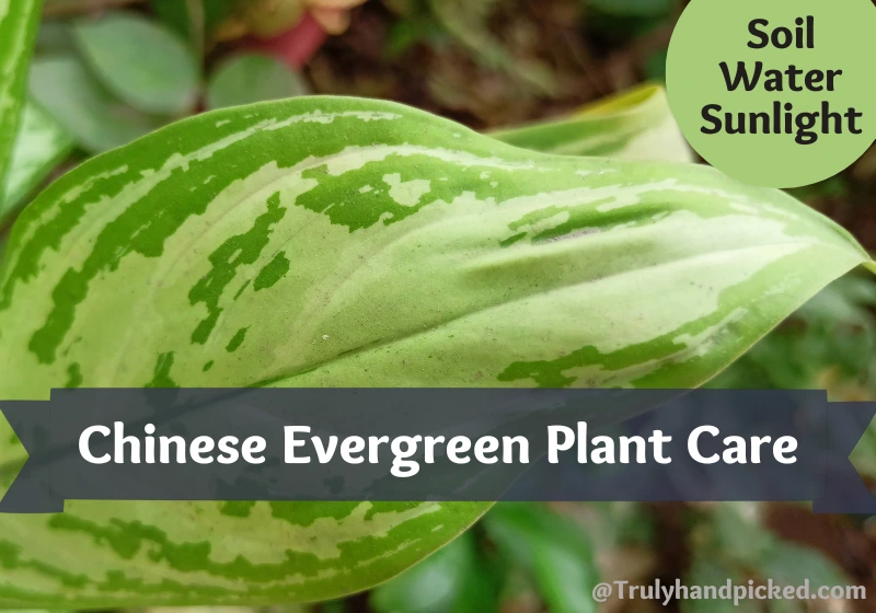 How to Care Chinese Evergreen Aglaonema Complete Plant Care Soil Water Sunlight Needs