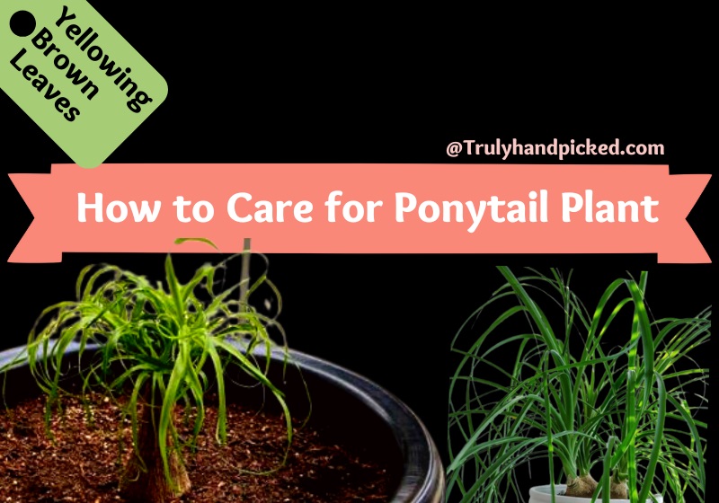 How to care For ponytail plant