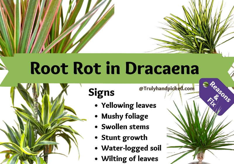 How to care for Dracaena Plant in root rot
