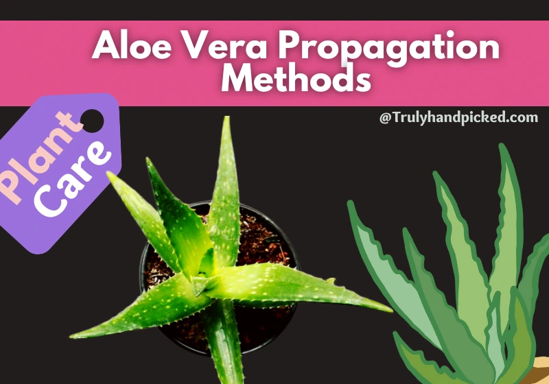 How to propagate aloe vera propagation methods through leaves and pups
