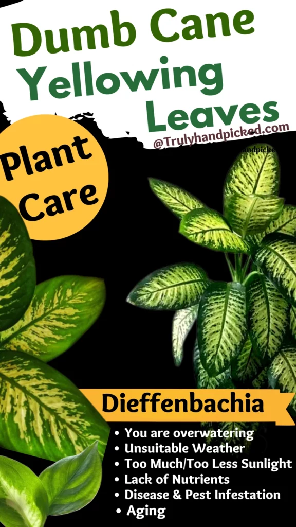 Infographic Image Dieffenbachia Pictures Reasons for Yellowing Leaves