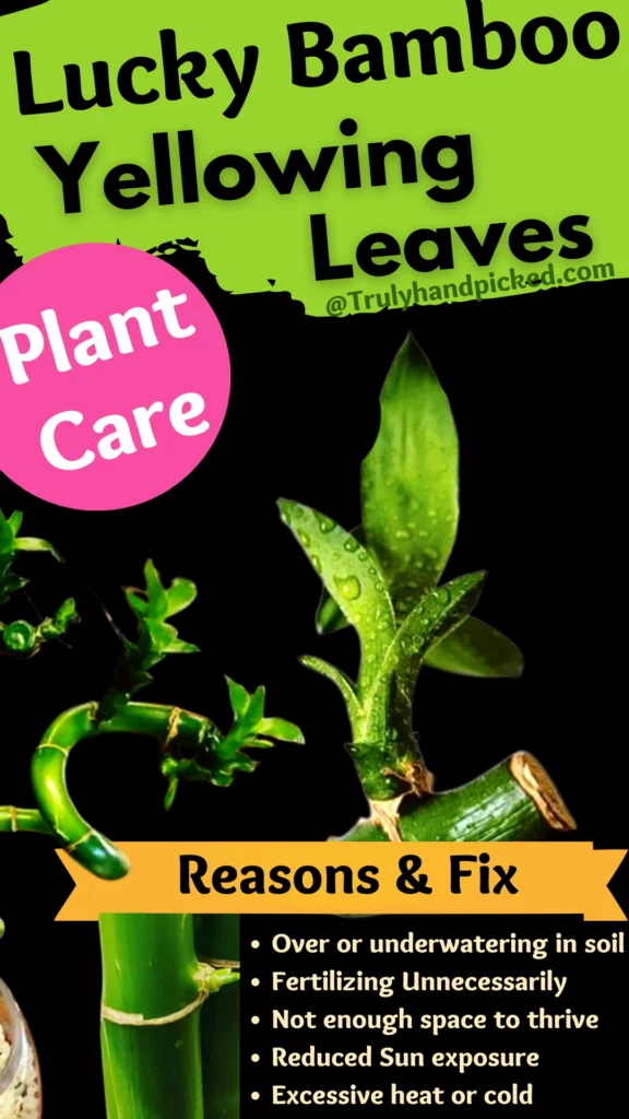 Infographic Lucky Bamboo Care how to save your plant