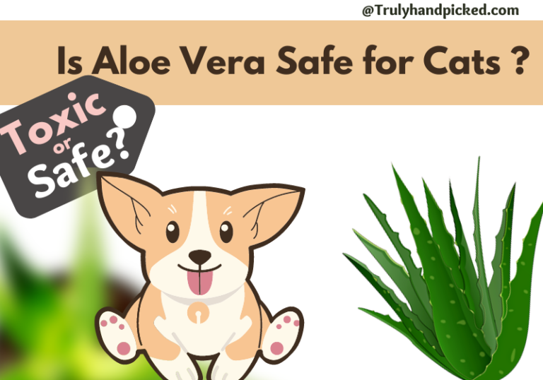Aloe Vera Quick Care 3 Propagation & Yellowing Leaves