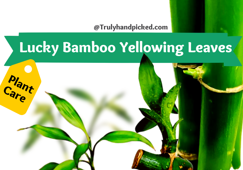 Lucky Bamboo Yellowing Leaves Reasons