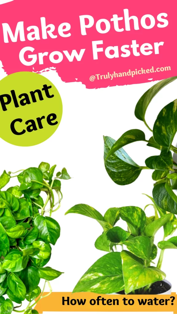 Make Pothos / Devils ivy plant grow faster without yellowing leaves