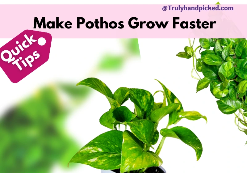 Make my pothos plant grow faster quick tips on complete Devils ivy plant care