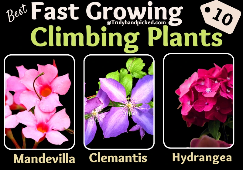 Mandevilla Clemantis Hydrangea Fast Growing Climbing Plants for Your Garden