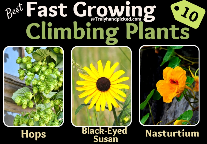 Nasturtium Hops Black Eyed Susan Vine Garden Fast Growing Climbing Plants