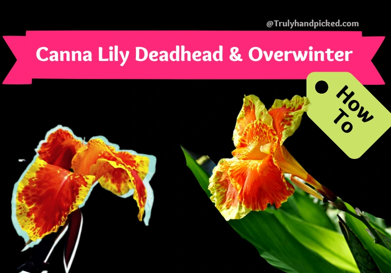 Overwintering Deadhead Canna Lilly Plant Care